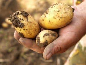 Rich harvest