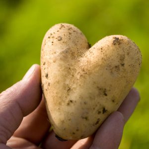 Hand holding heart-shaped dirty potato with green background