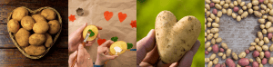 Heart-shaped potatoes in baskets and creative potato painting activity