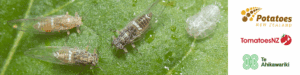 Close-up of potato psyllid insects on green leaf surface