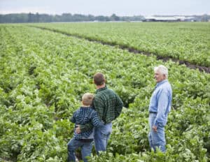 Three generations on family farm, looking over potato field ready for harvesting.