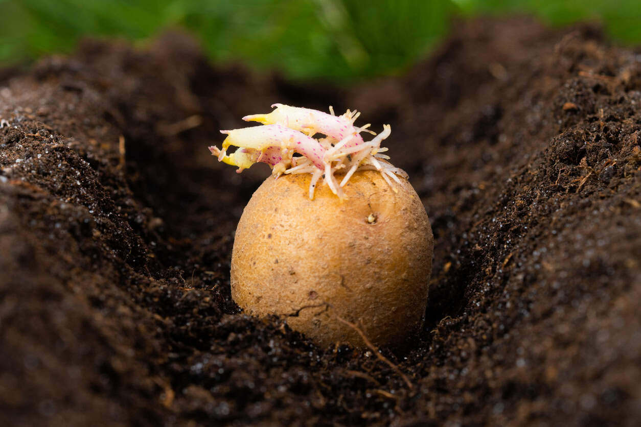 Planting potato tubers in the soil. Early spring preparation for the gardening season