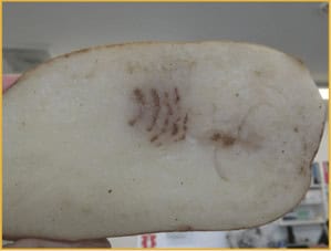 Close-up of a sliced white root vegetable with markings
