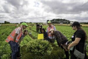Group of people examining plants in a green agricultural field
