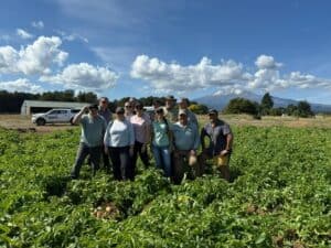 Group of people standing in green potato field under blue sky