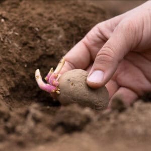 Hand planting sprouted potato in soil for gardening.