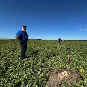 Farmer standing in green potato field with harvested potatoes and shovel.