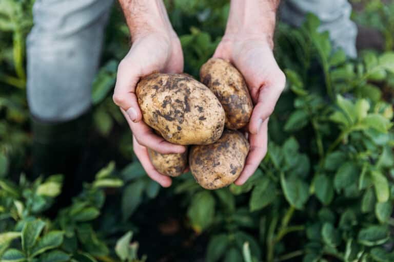 Hands holding freshly harvested dirty potatoes over green plants.