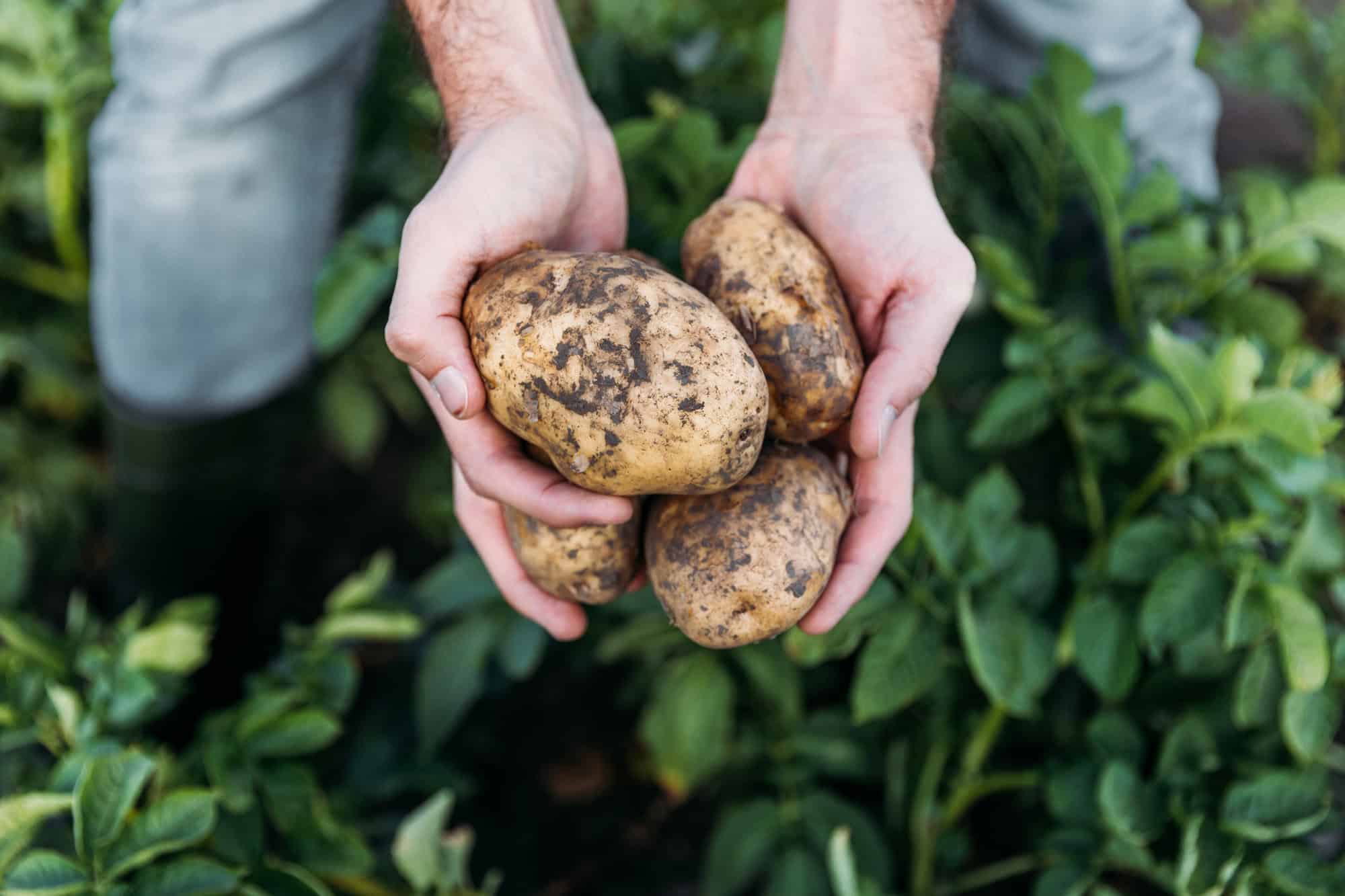 Hands holding freshly harvested dirty potatoes over green plants.