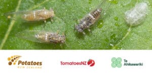 Close-up of psyllid insects on green leaf with New Zealand agriculture logos
