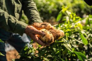 Farmer harvesting fresh potatoes in green field outdoors