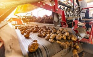 Potato sorting machine processing freshly harvested potatoes.