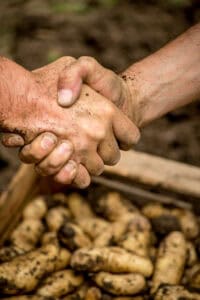Dirty hands shaking over freshly harvested potatoes in wooden crate.