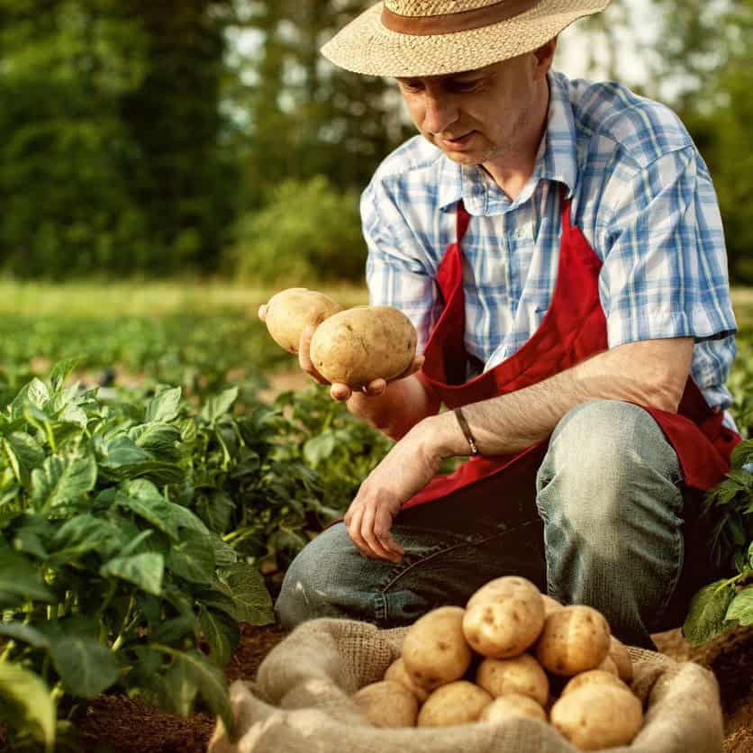 Man harvesting fresh potatoes on organic farm field.