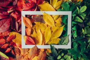 Colorful autumn leaves with white frame
