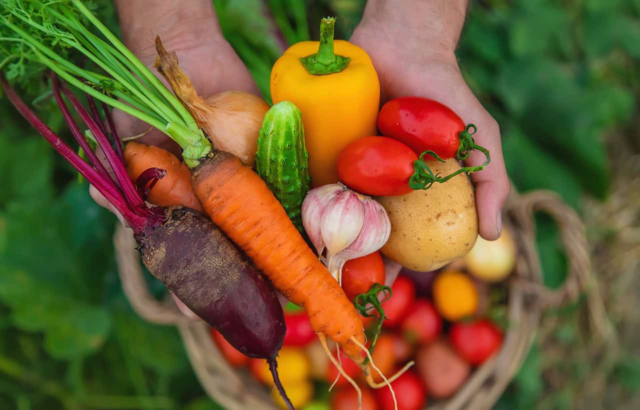 A man with a harvest of vegetables in the garden. Selective focus.