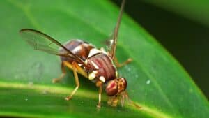 Close-up of fruit fly with patterned wings on green leaf