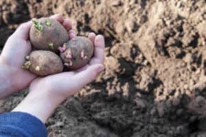 Hands holding seed potatoes with sprouting eyes over soil background.