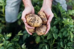 Hands holding freshly harvested dirty potatoes in garden.