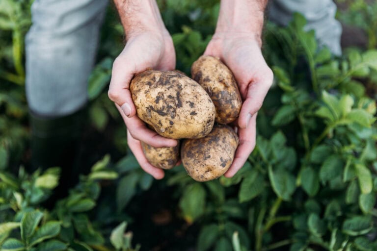 Hands holding freshly harvested dirty potatoes in garden.