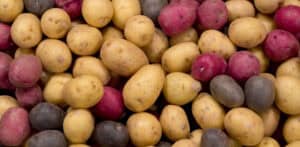 Assorted multicolored small red, purple, and yellow potatoes close-up
