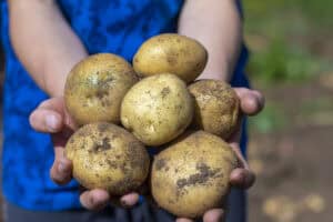Potatoes in hands
