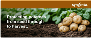 Freshly harvested potatoes on soil with green plant leaves background.