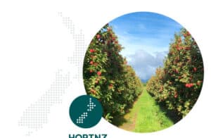 Apple orchard rows with ripe red apples under blue sky