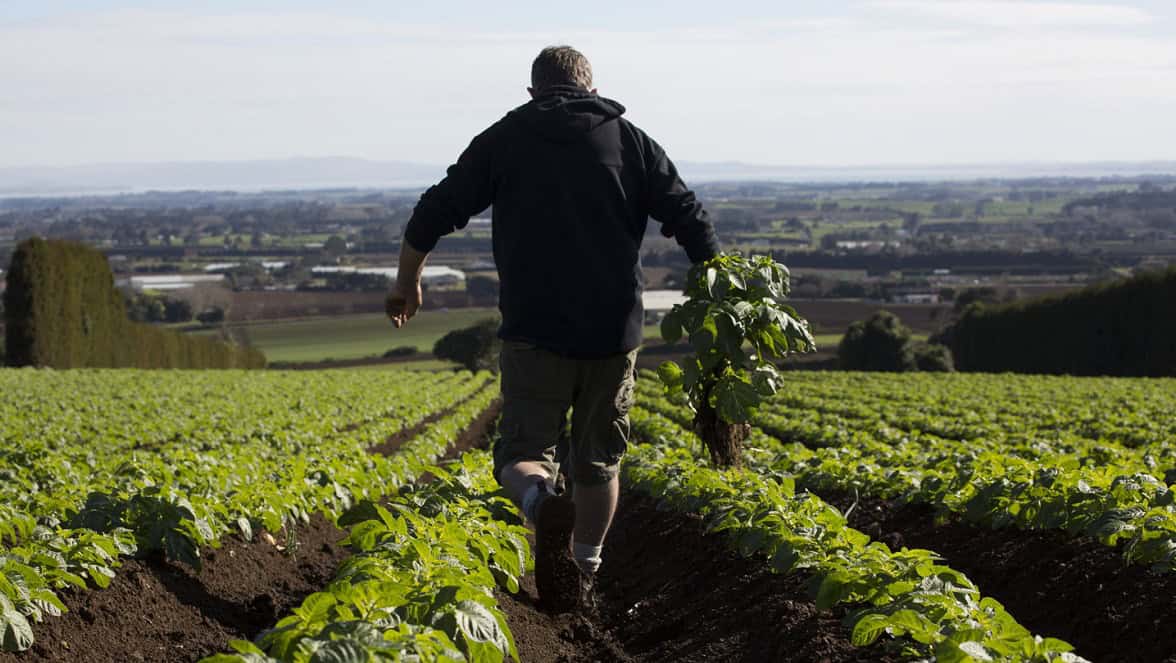 Potatoes SVS Workshops